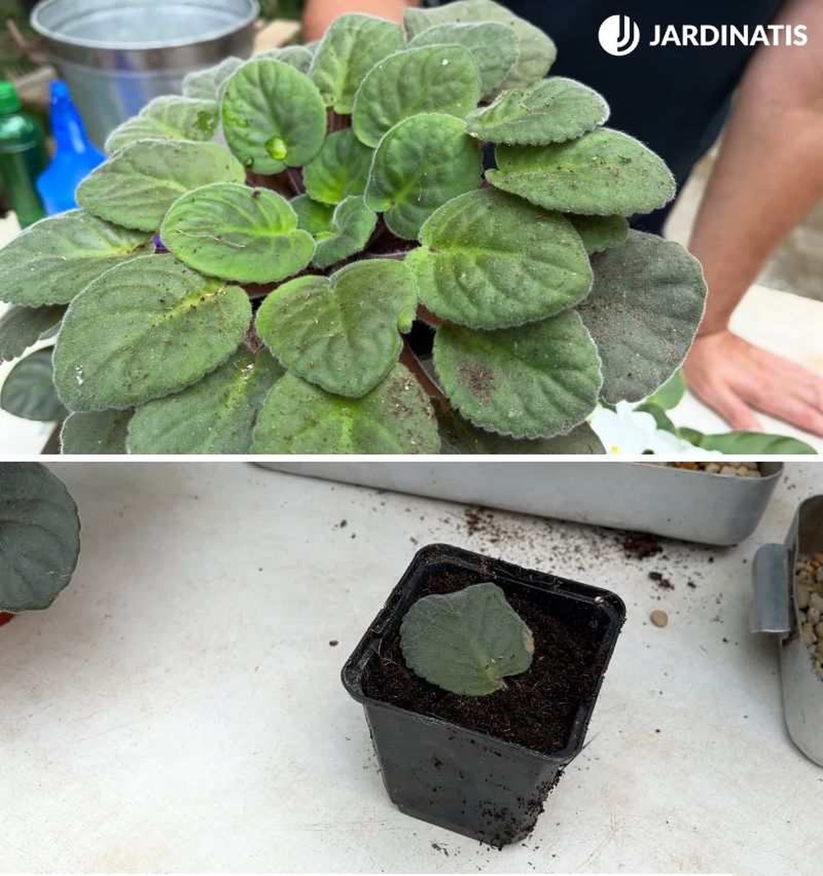 Esqueje de hoja de una planta violeta africana Esqueje de hoja de una planta violeta africana
