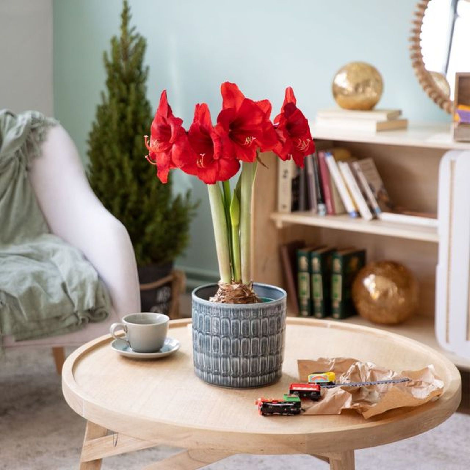 Amaryllis planta roja para regalar en navidad Amaryllis planta roja para regalar en navidad