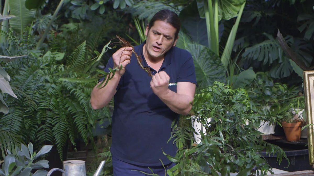 brico 1018 jardin Helecho Microsorum pustulatum raiz rizomatosa