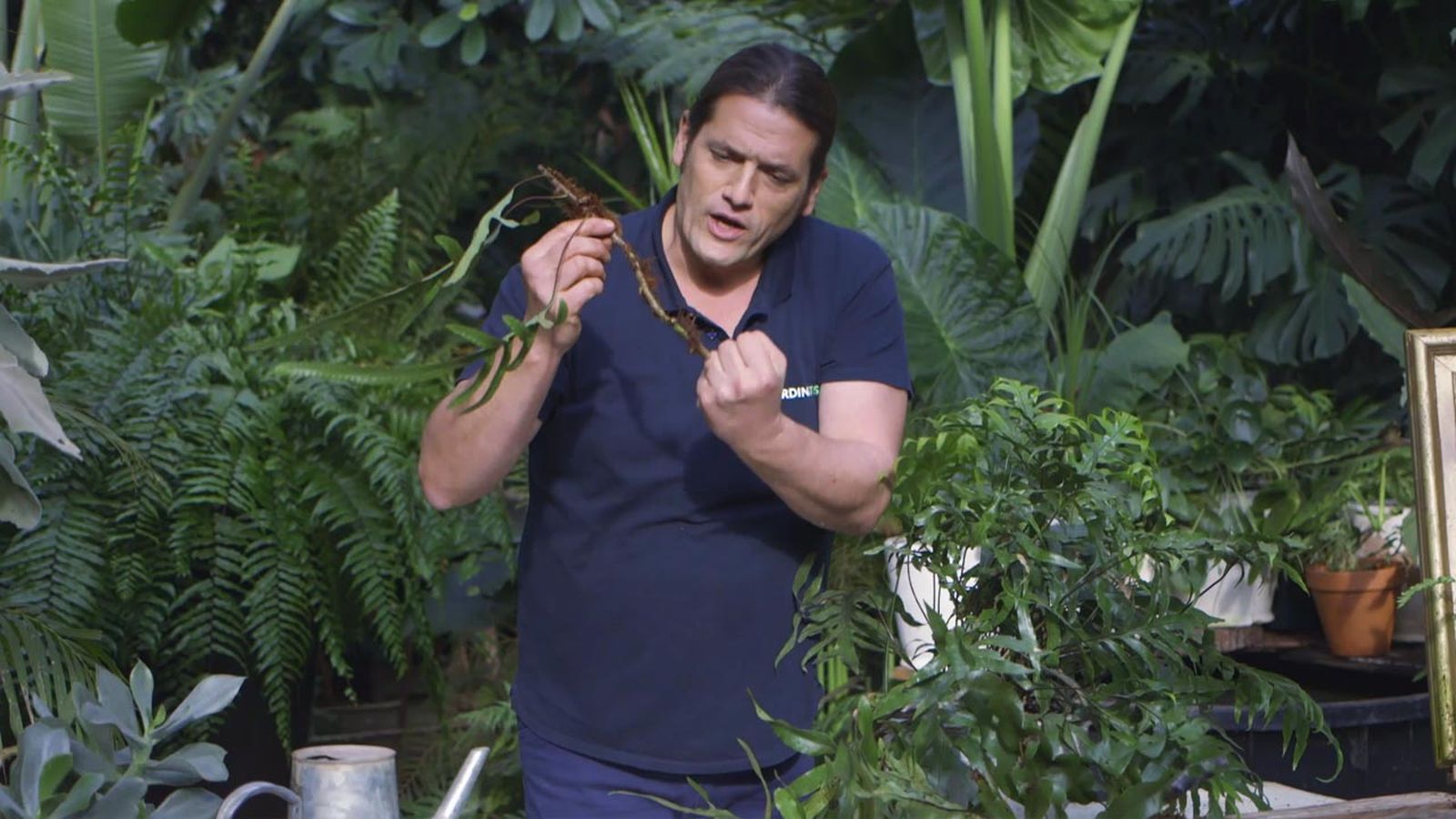 brico 1018 jardin Helecho Microsorum pustulatum raiz rizomatosa brico 1018 jardin Helecho Microsorum pustulatum raiz rizomatosa