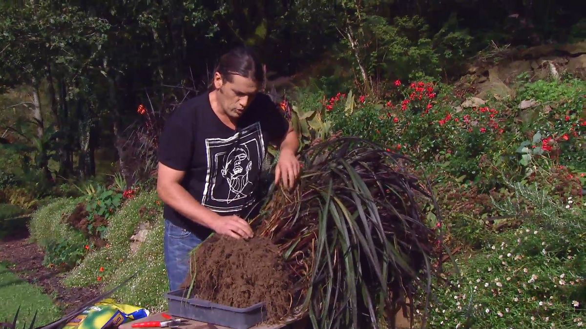 deco666 jardineria pennisetum vertigo cepellon