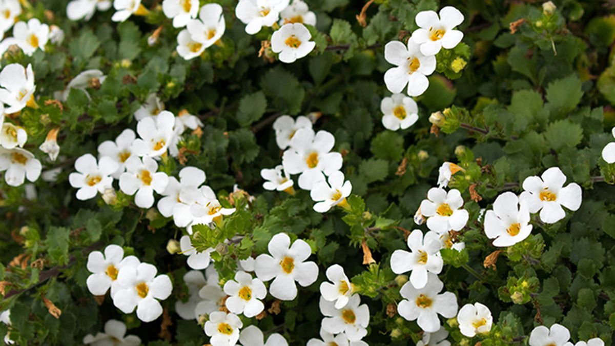Chaenostoma cordatum planta bacopa