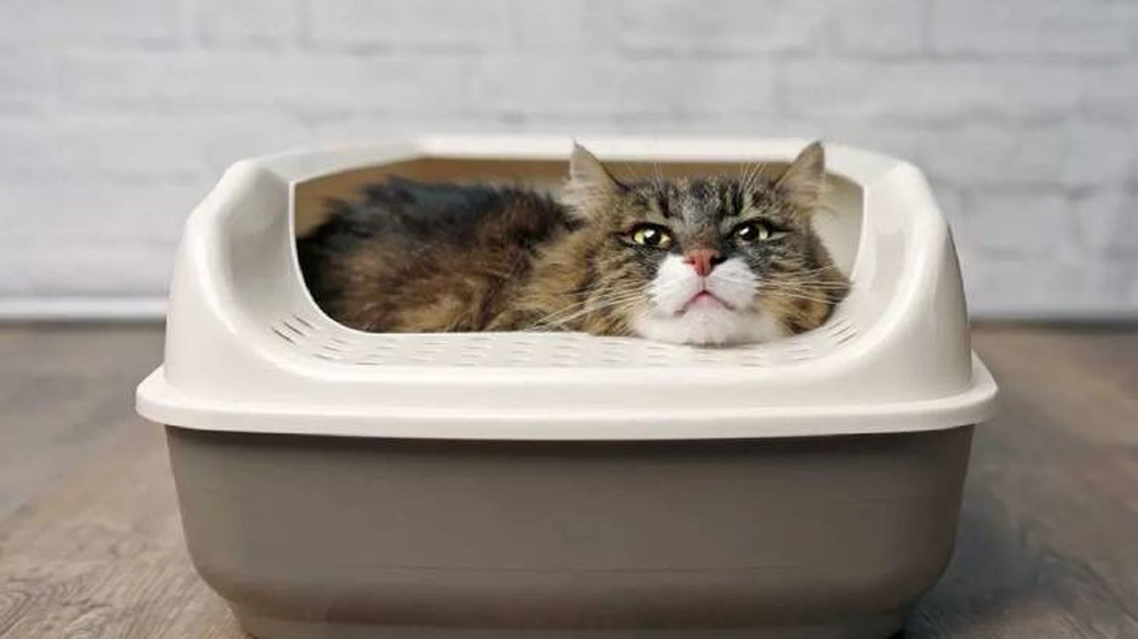 arena de silice para gatos 2