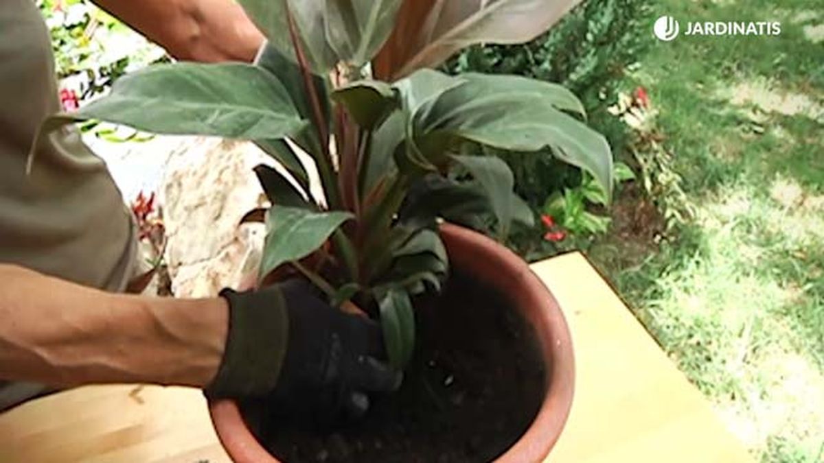 composicion plantas de interior philodendron erubescens retj 027 jardinatis