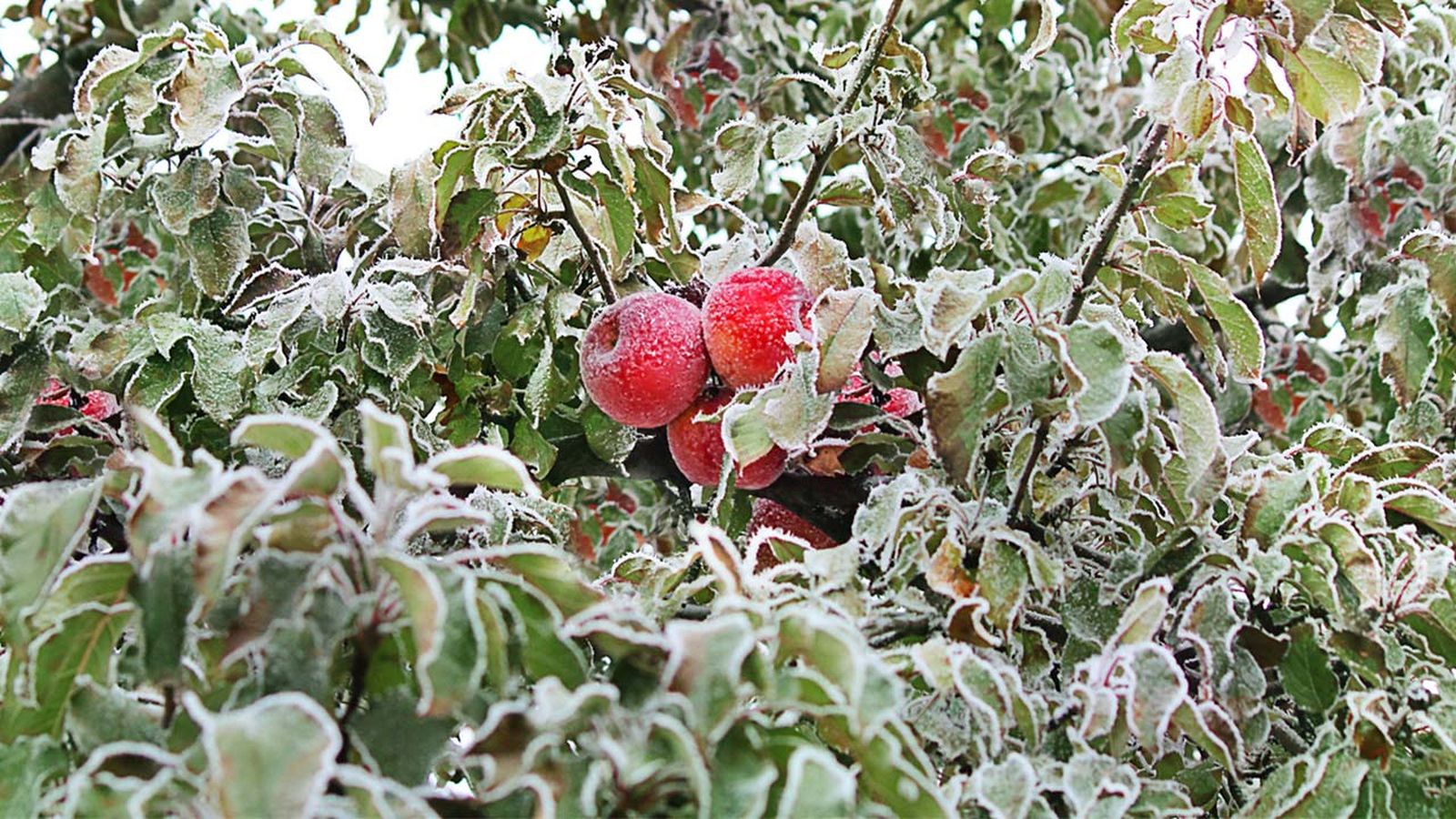 cuidados arboles frutales otono invierno manzano