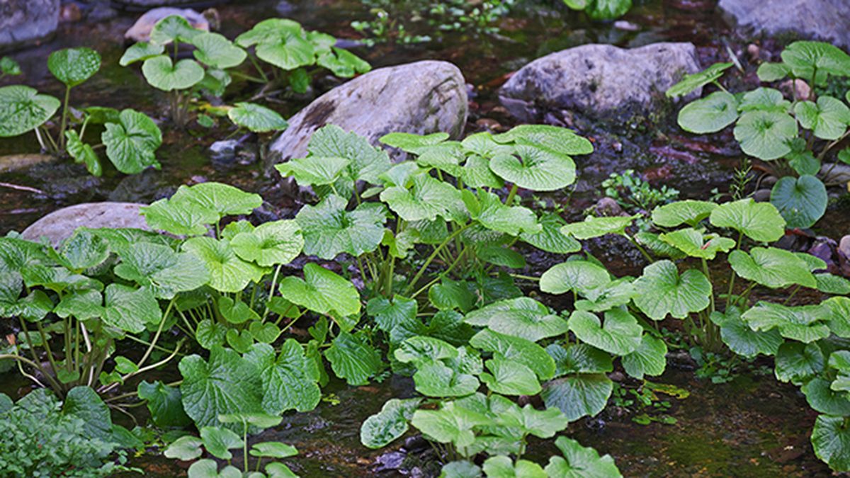 wasabia japonica culti junto a rios