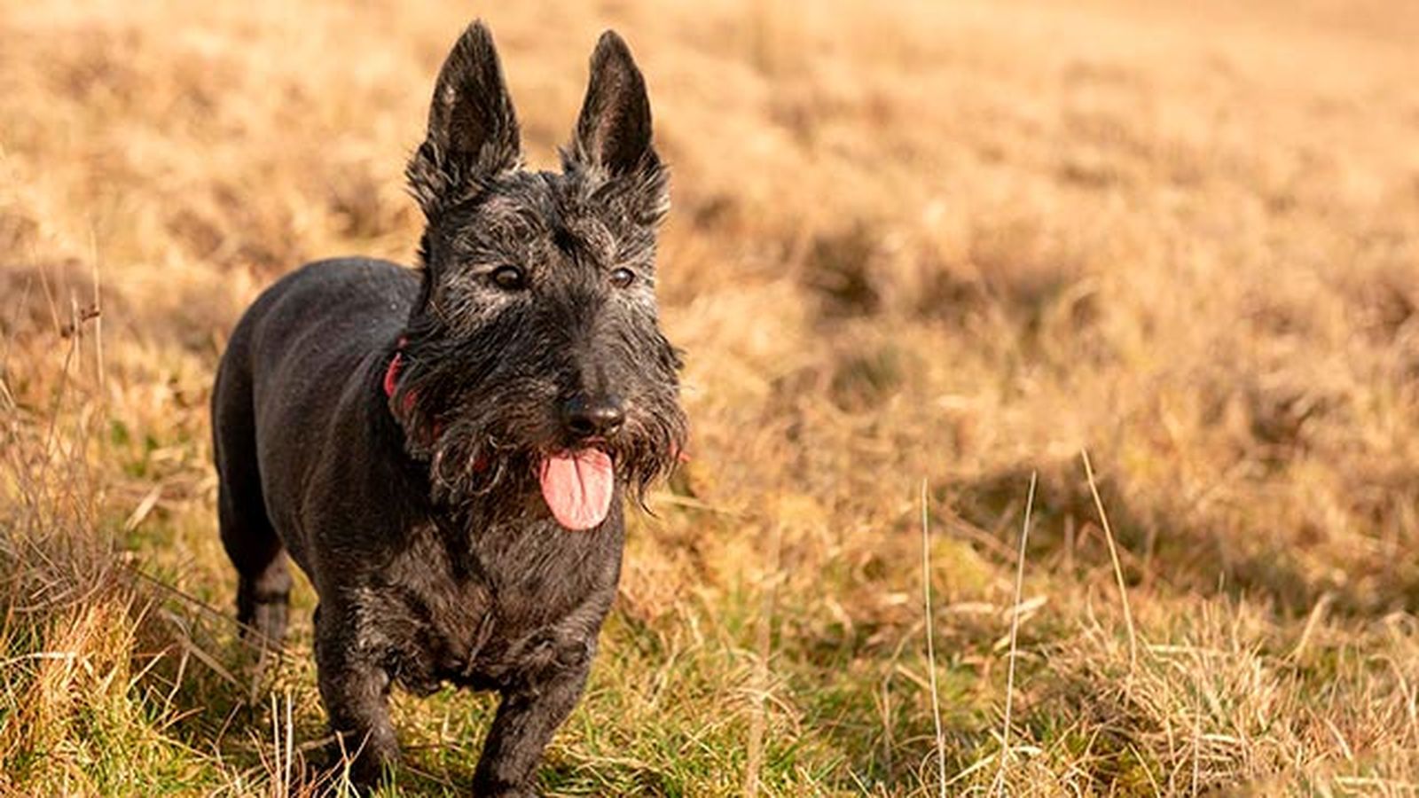 8 perros propensos tener linfoma 2
