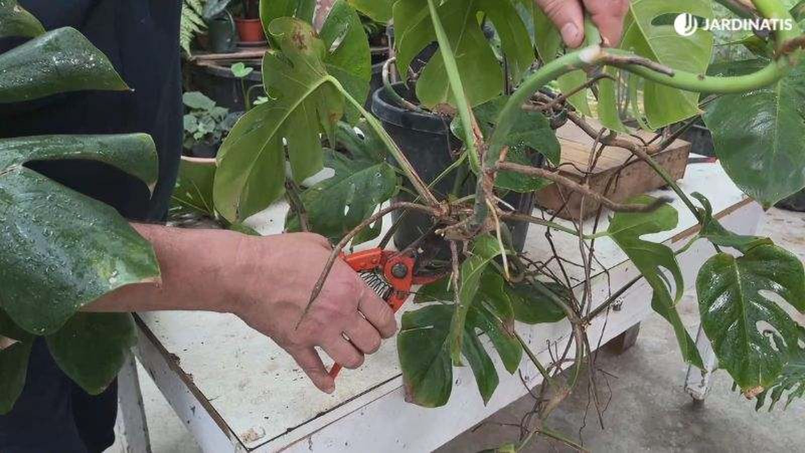 Esqueje de Monstera deliciosa Esqueje de Monstera deliciosa