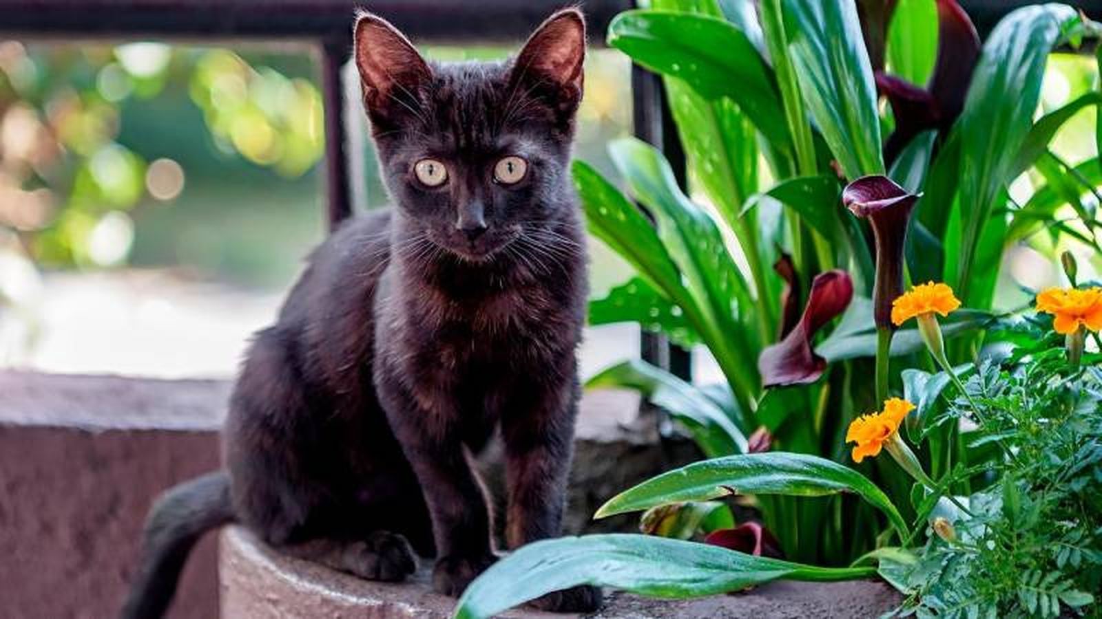 Estos carismáticos gatos son hoy una más de nuestras queridas mascotas. Estos carismáticos gatos son hoy una más de nuestras queridas mascotas.