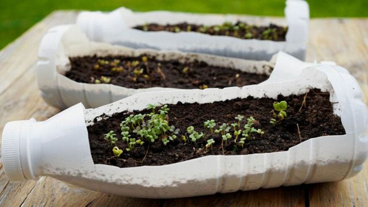 botella de detergente como semillero