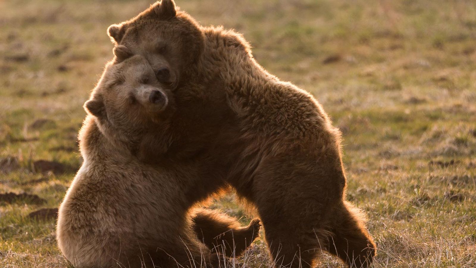 mejores abrazos mundo animal 6