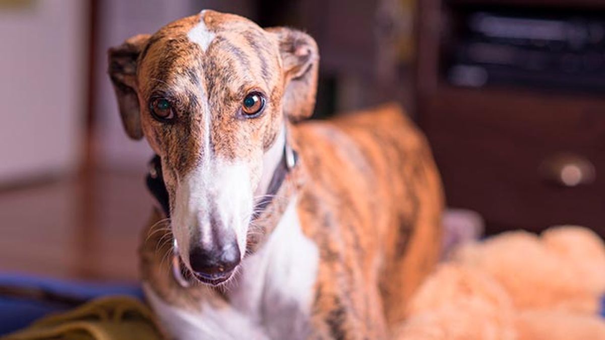 campana contra maltrato galgos
