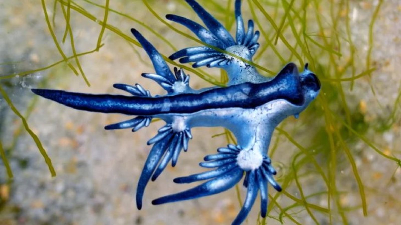 animales mas raros del mundo dragon azul marino animales mas raros del mundo dragon azul marino