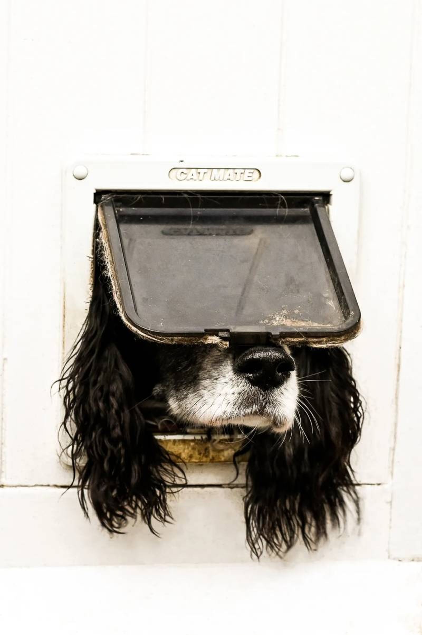 Not Just For Cats / Fuente: Sarah Haskell - The Comedy Pet Photography Awards 2024 Not Just For Cats / Fuente: Sarah Haskell - The Comedy Pet Photography Awards 2024