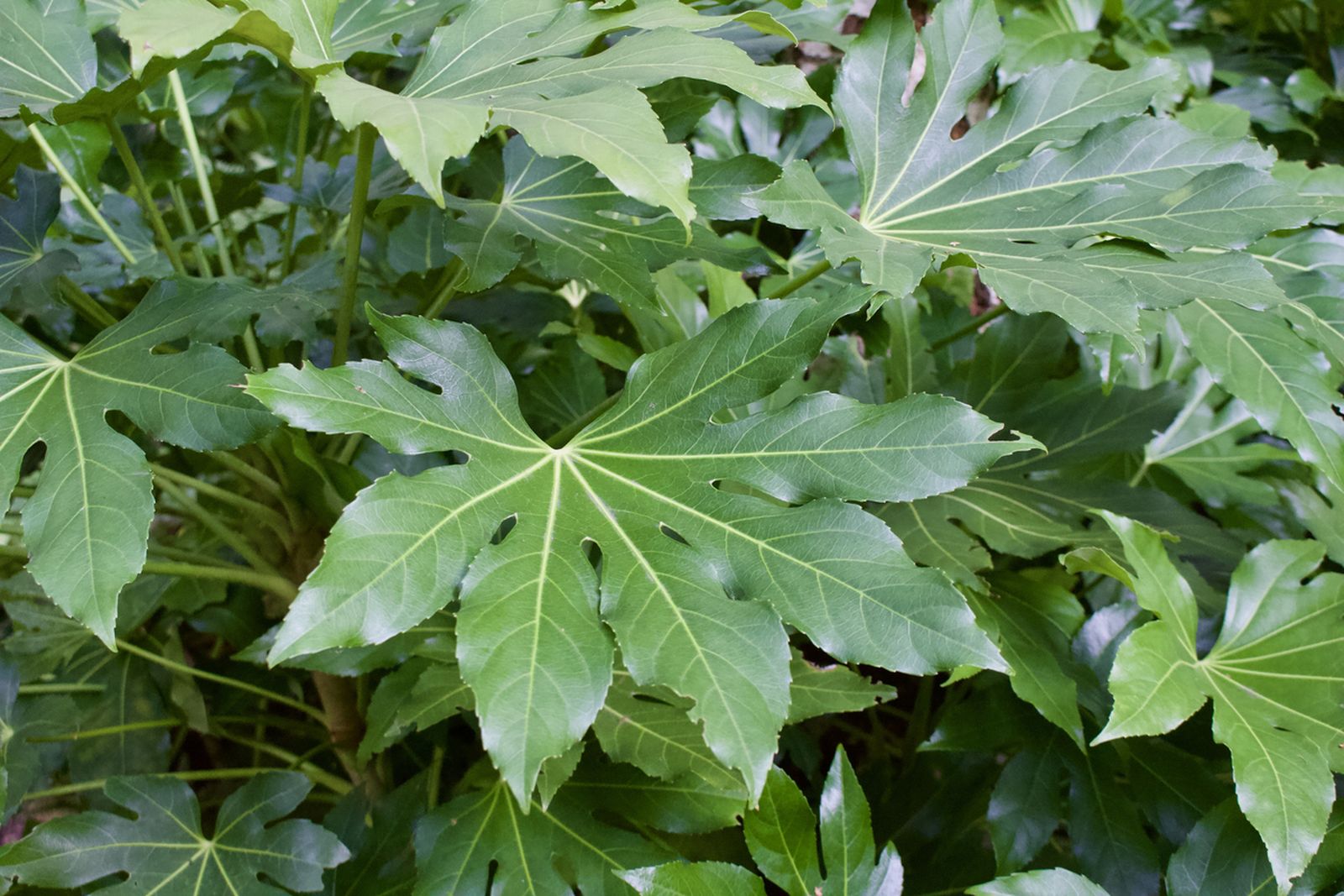aralia planta fuerte resistente aralia planta fuerte resistente
