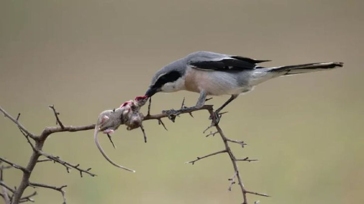 animales que empiezan por v verdugo