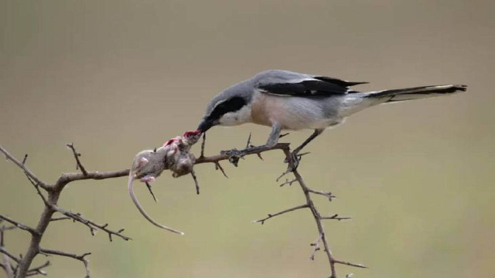 animales que empiezan por v verdugo animales que empiezan por v verdugo