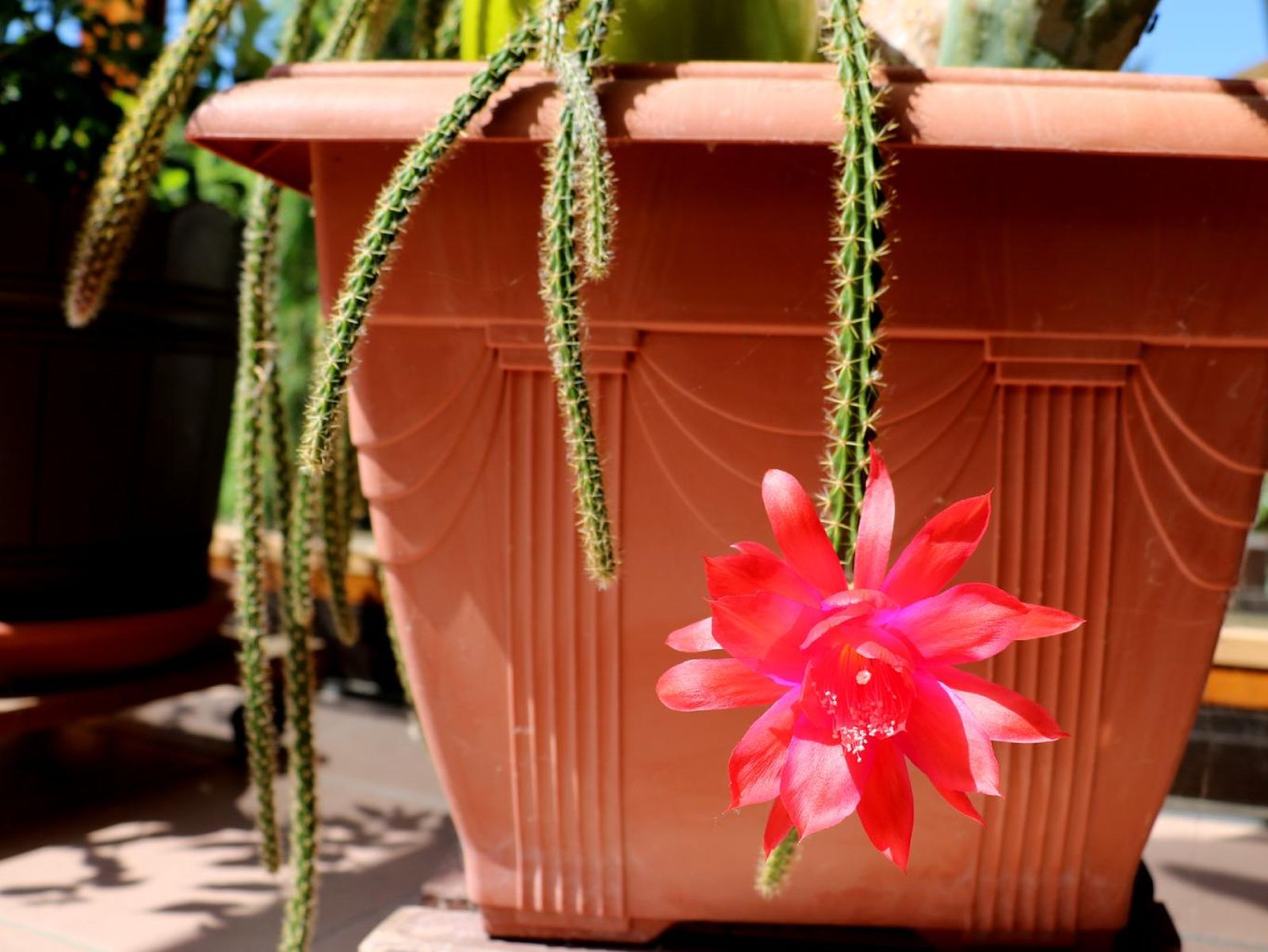 Aporocactus