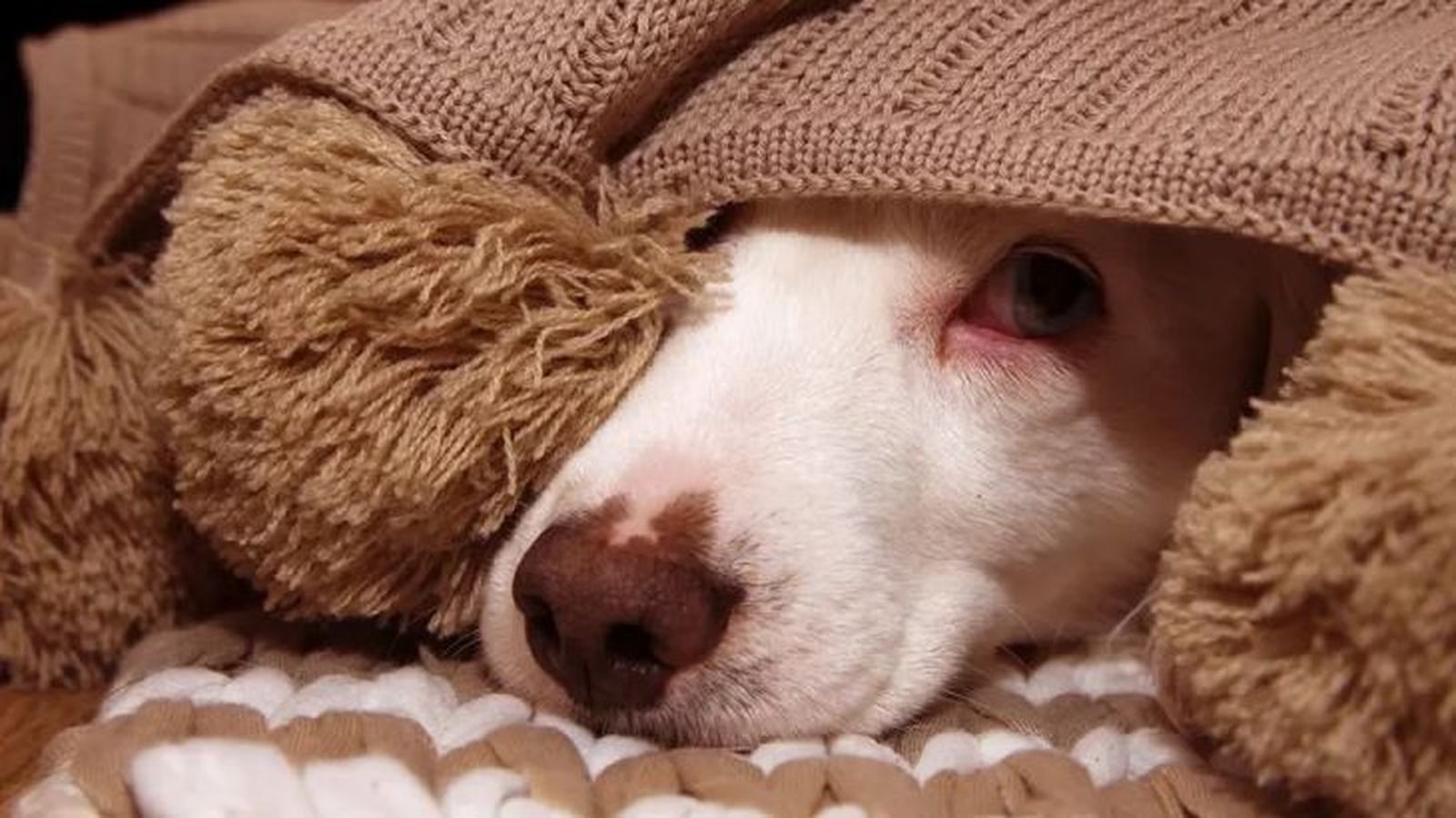 No es recomendable medicar a un perro que tenga miedo a la pirotecnia. No es recomendable medicar a un perro que tenga miedo a la pirotecnia.