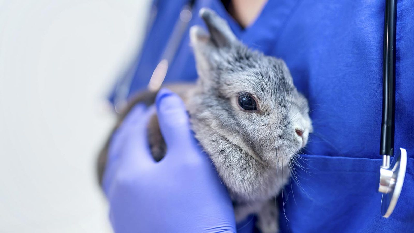 veterinarios exoticos por que acudir a ellos