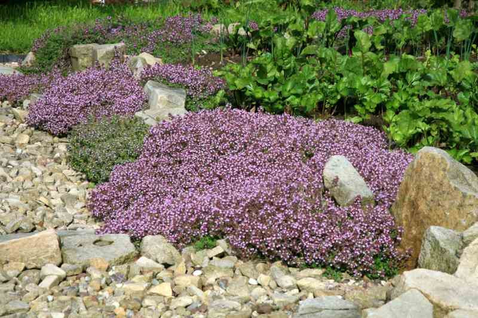 Thymus serpyllum Thymus serpyllum