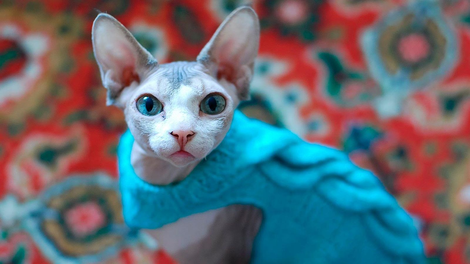 gatos invierno consejos prevenir frio 3 gatos invierno consejos prevenir frio 3