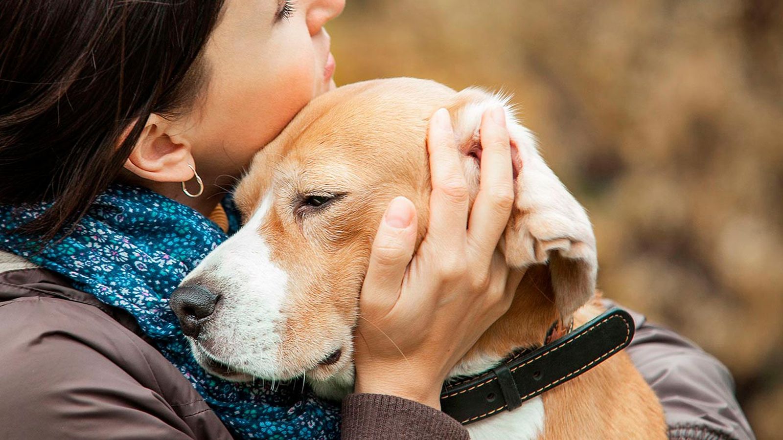 trastornos emocionales perros 7 trastornos emocionales perros 7