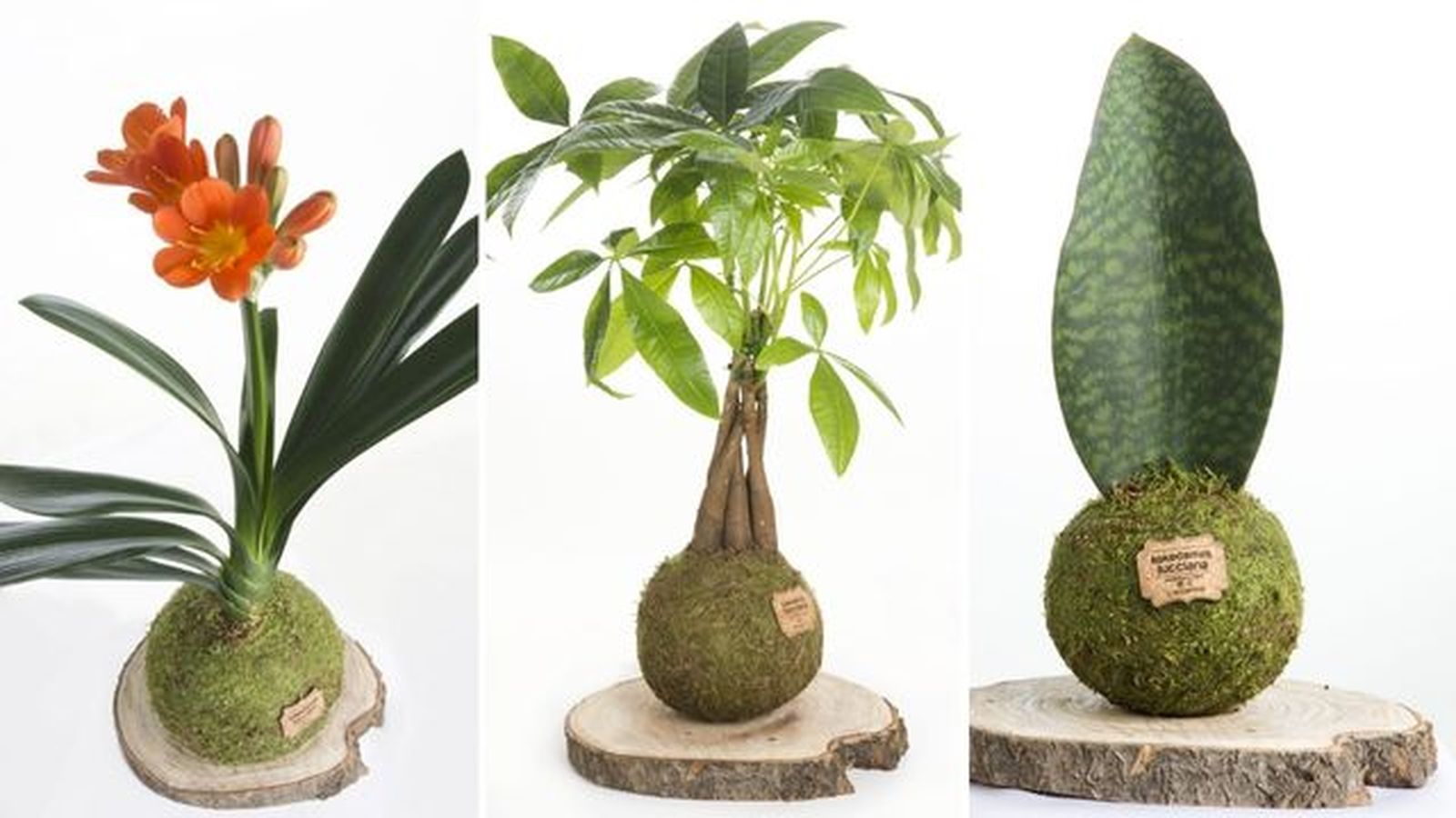 Kokedamas clivia pachira aquatica sanseveria Kokedamas clivia pachira aquatica sanseveria