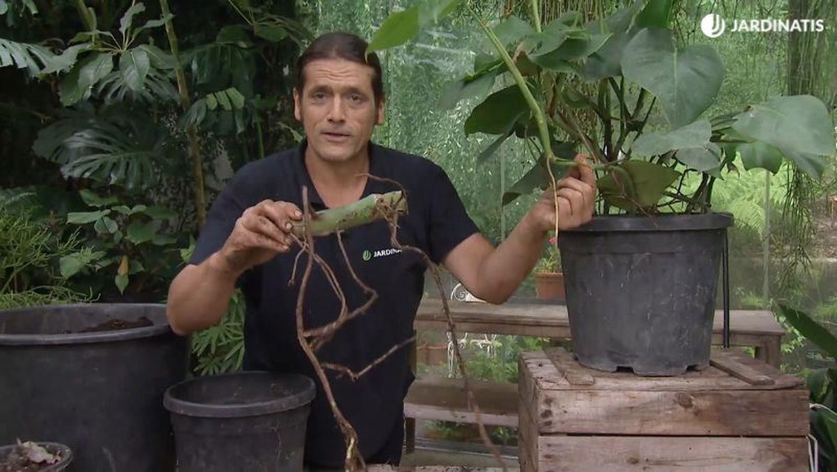 Raíces aéreas de una costilla de Adán enorme y los de un ejemplar joven