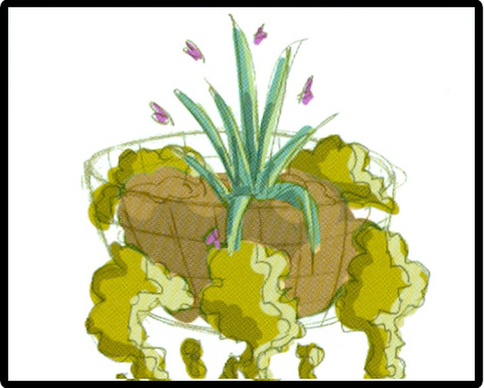Esquema de plantación 7