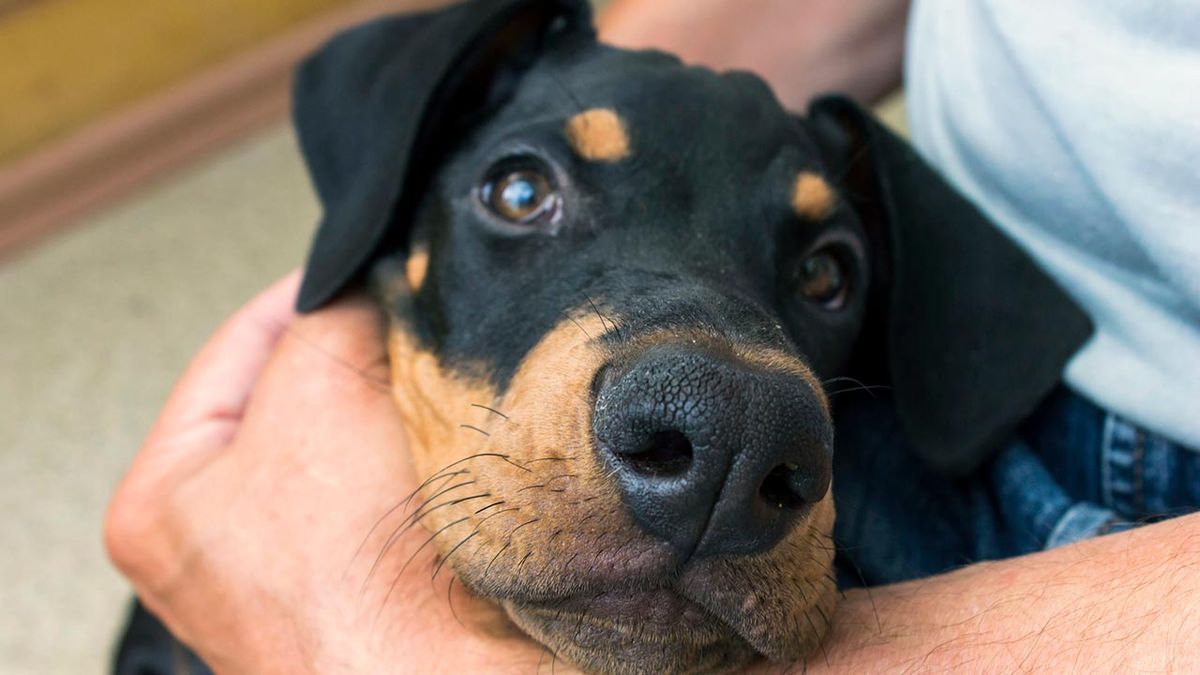 7 razones adoptar perro 7