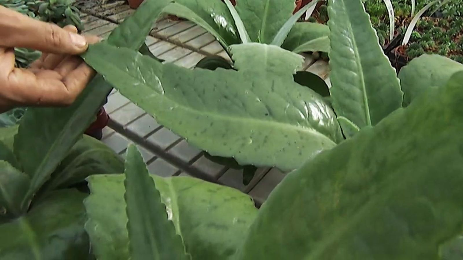 variedad Kalanchoe Gastonis Bonnieri deco jardin 373 variedad Kalanchoe Gastonis Bonnieri deco jardin 373
