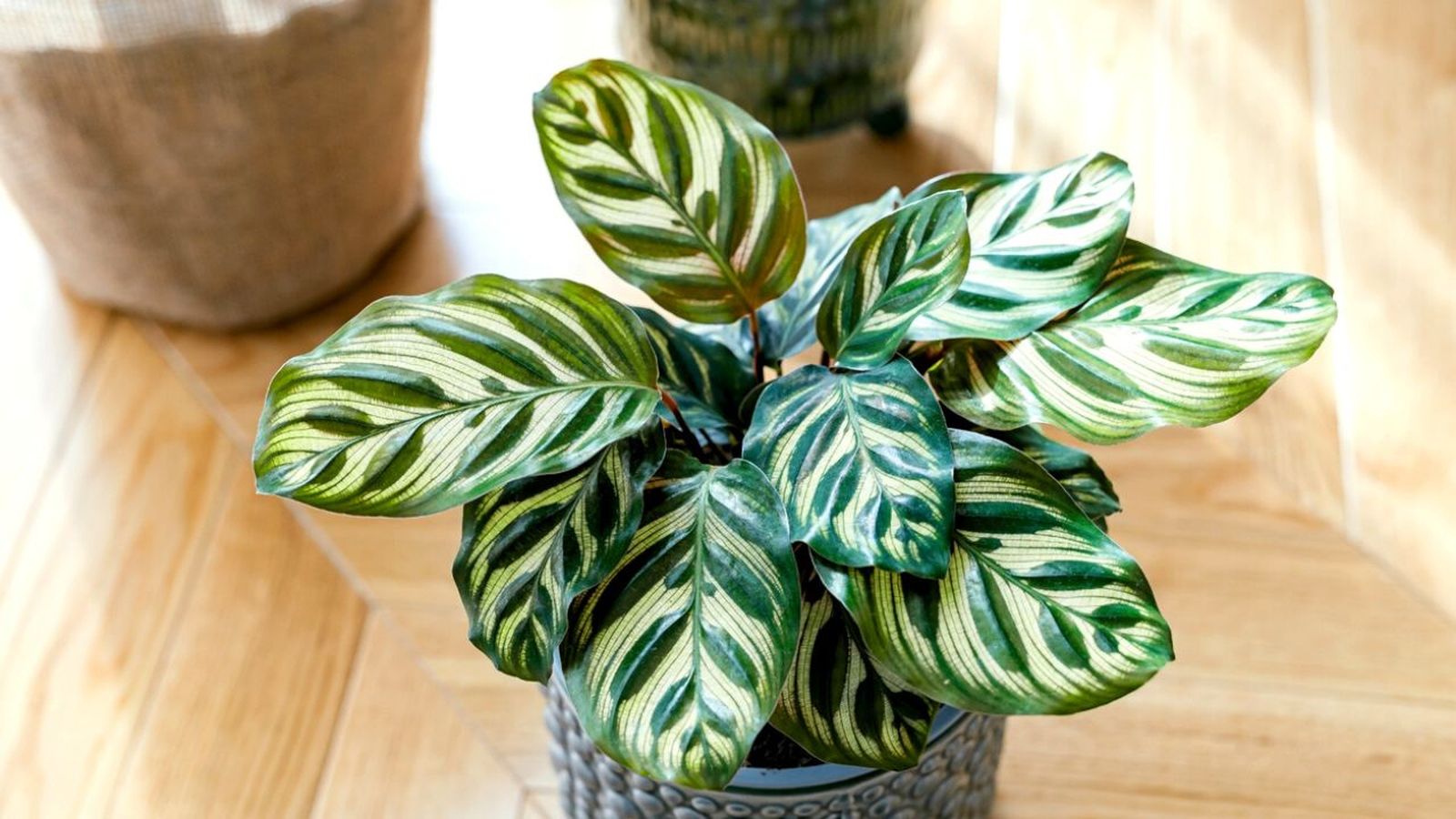 mejores plantas de interior si vives solo
