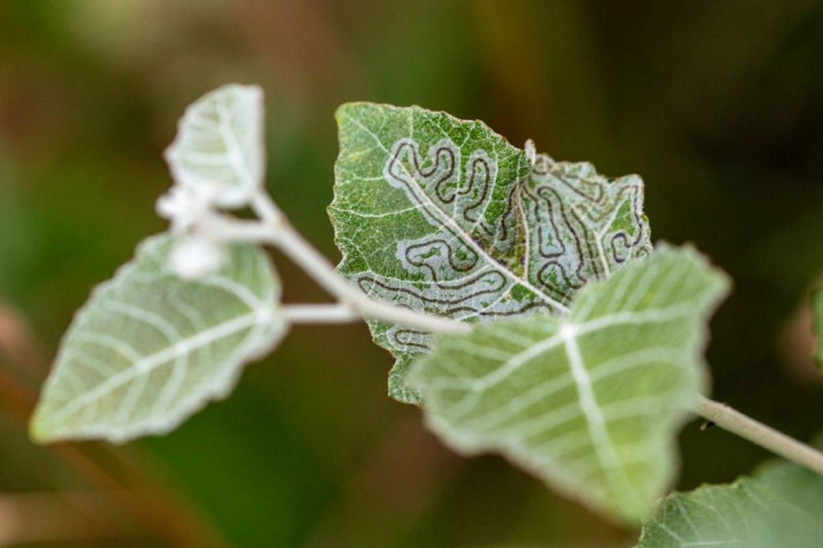 La aparición del minador de las hojas puede ser inevitable.