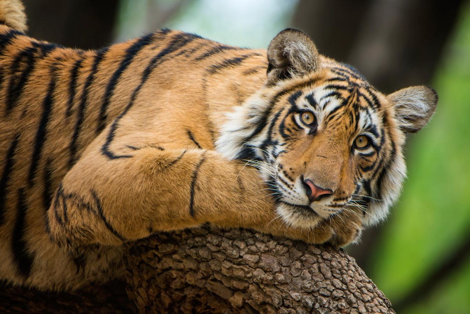 Tigre (panthera tigris). Tigre (panthera tigris).