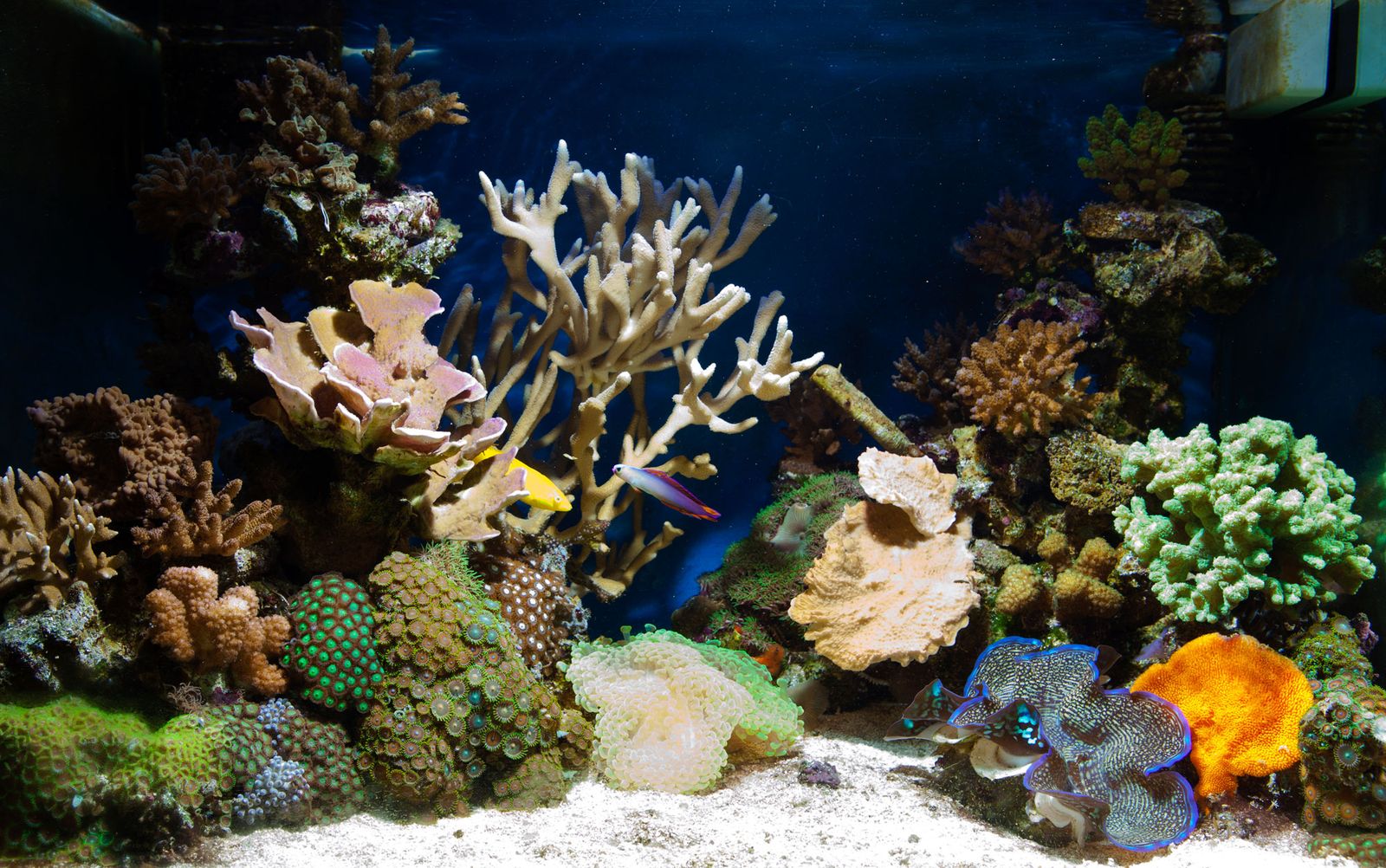 Peces tropicales de agua dulce para acuario Peces tropicales de agua dulce para acuario