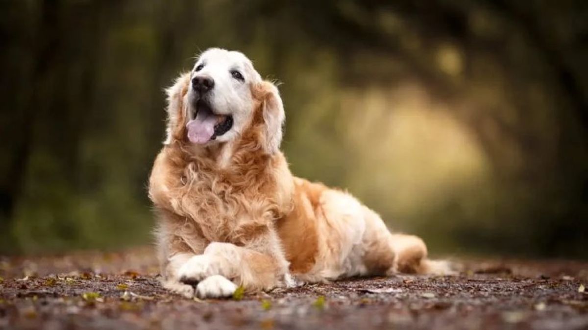 perros mas inteligentes 1