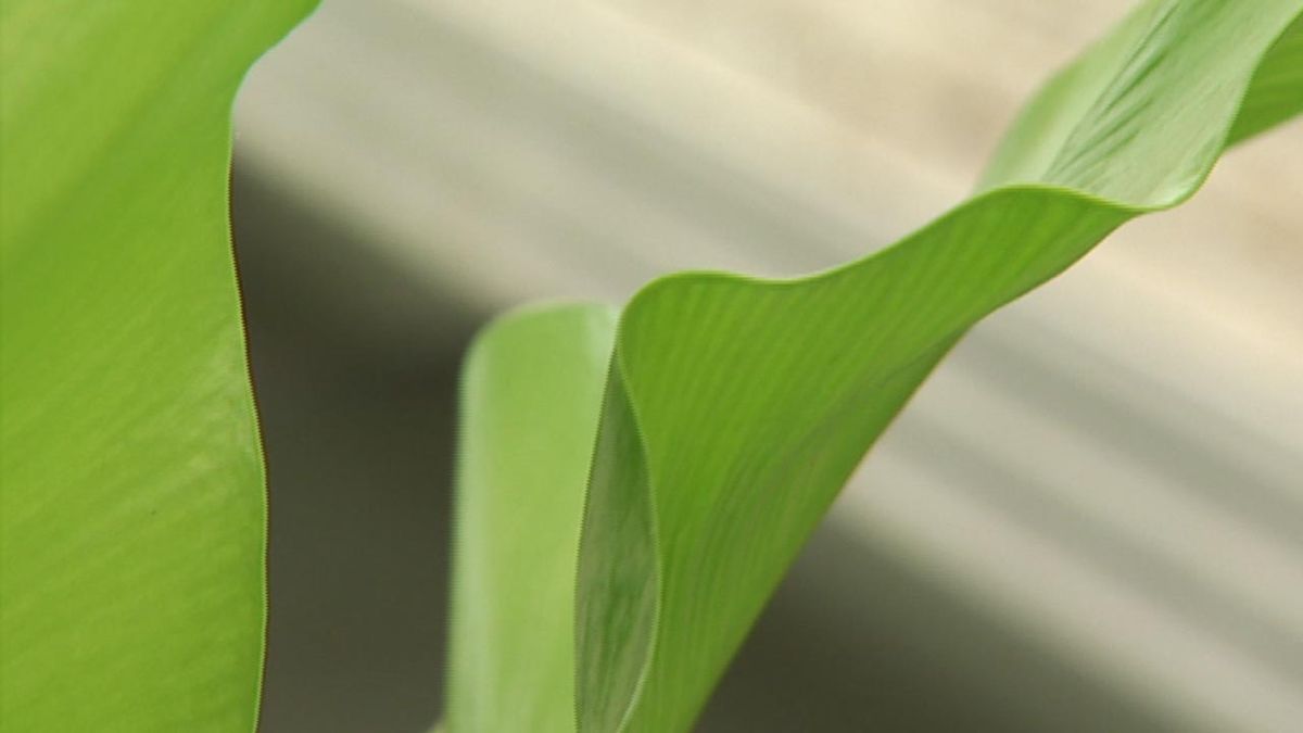 deco 413 cuidados helechos interior Asplenium