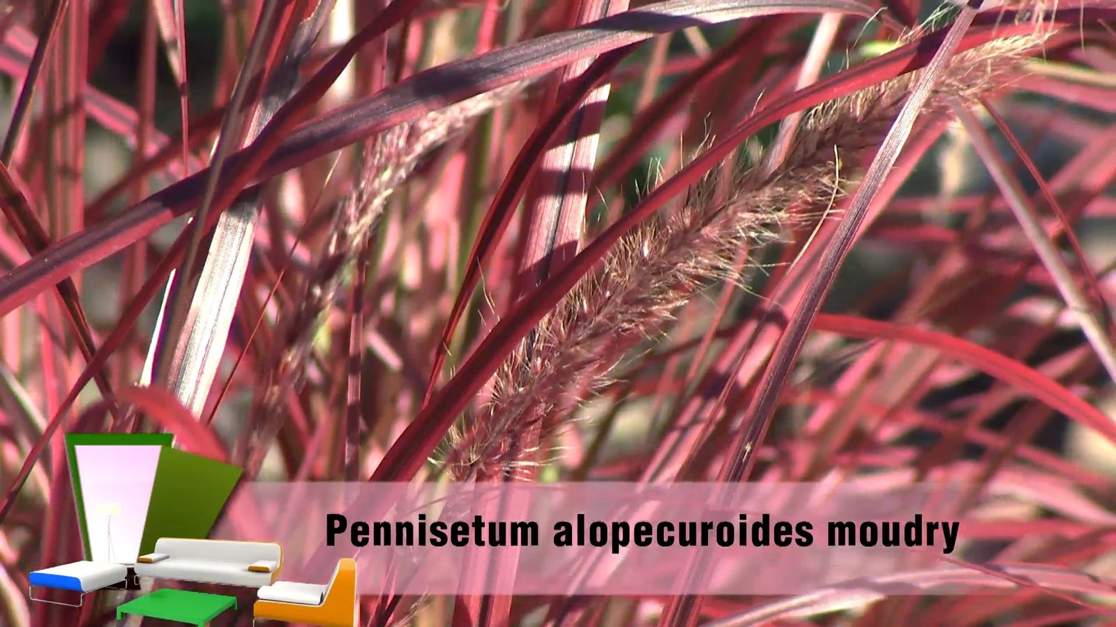 deko0706 jardin otono tonos rosas pennisetum espiga deko0706 jardin otono tonos rosas pennisetum espiga
