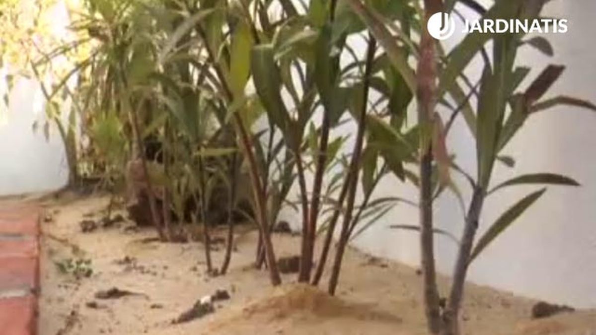 sistema riego casero de plantas con botella plastico y cono de arcilla xl