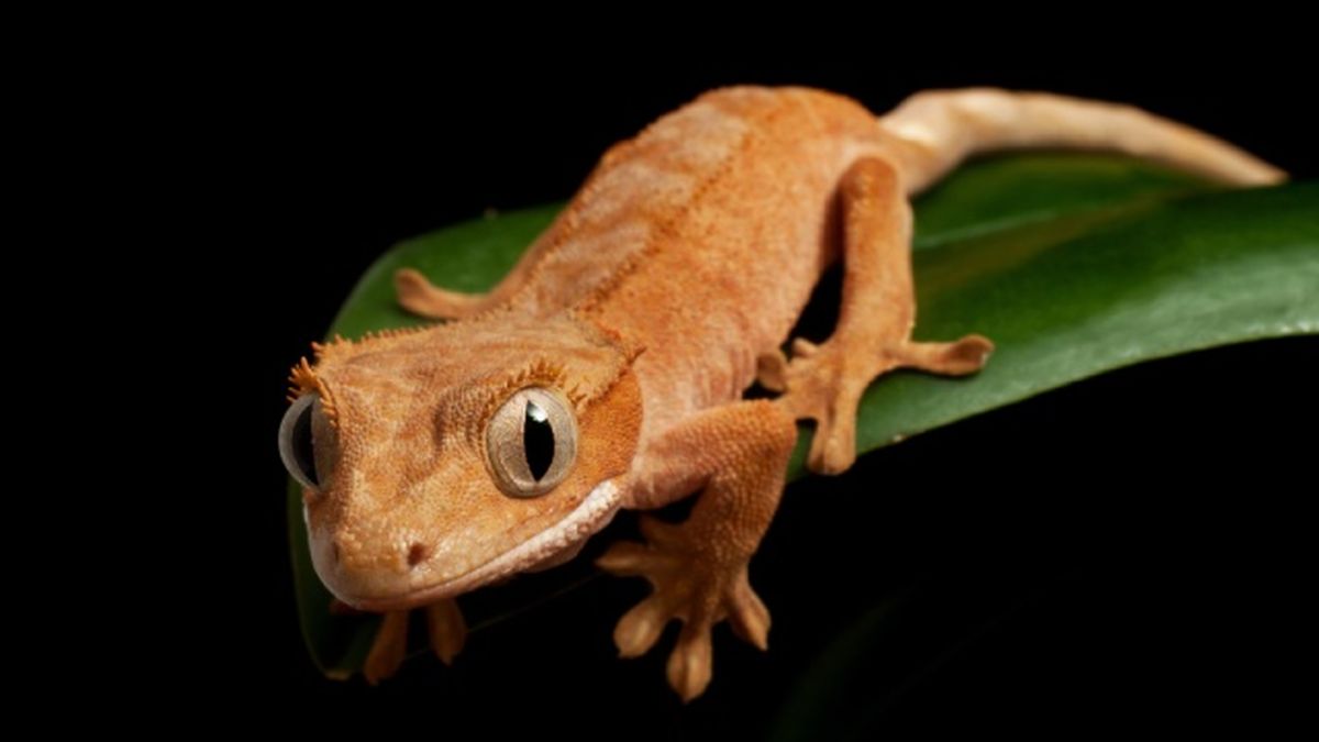 animales nocturnos geco