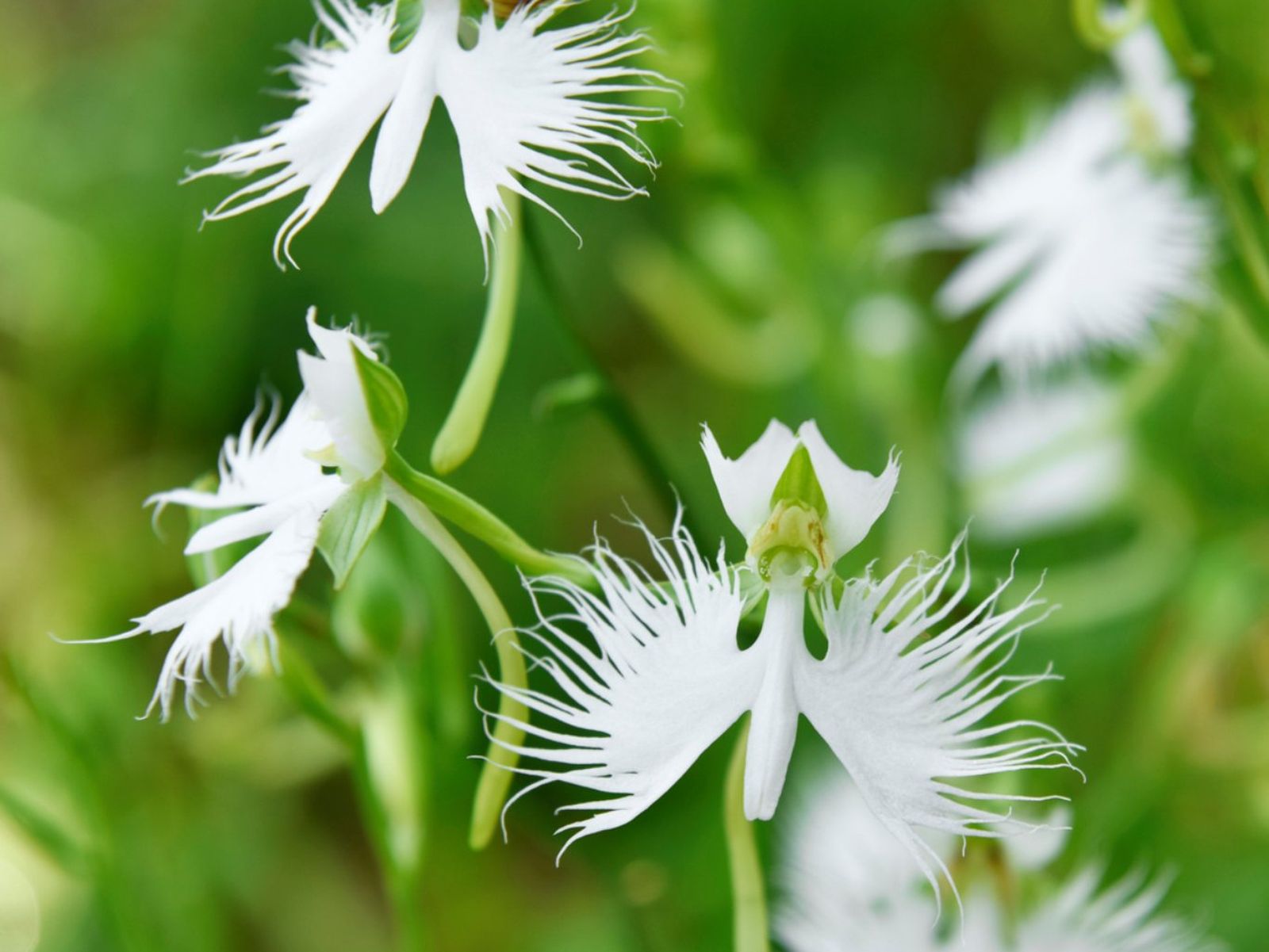 Pecteilis radiata. Pecteilis radiata.