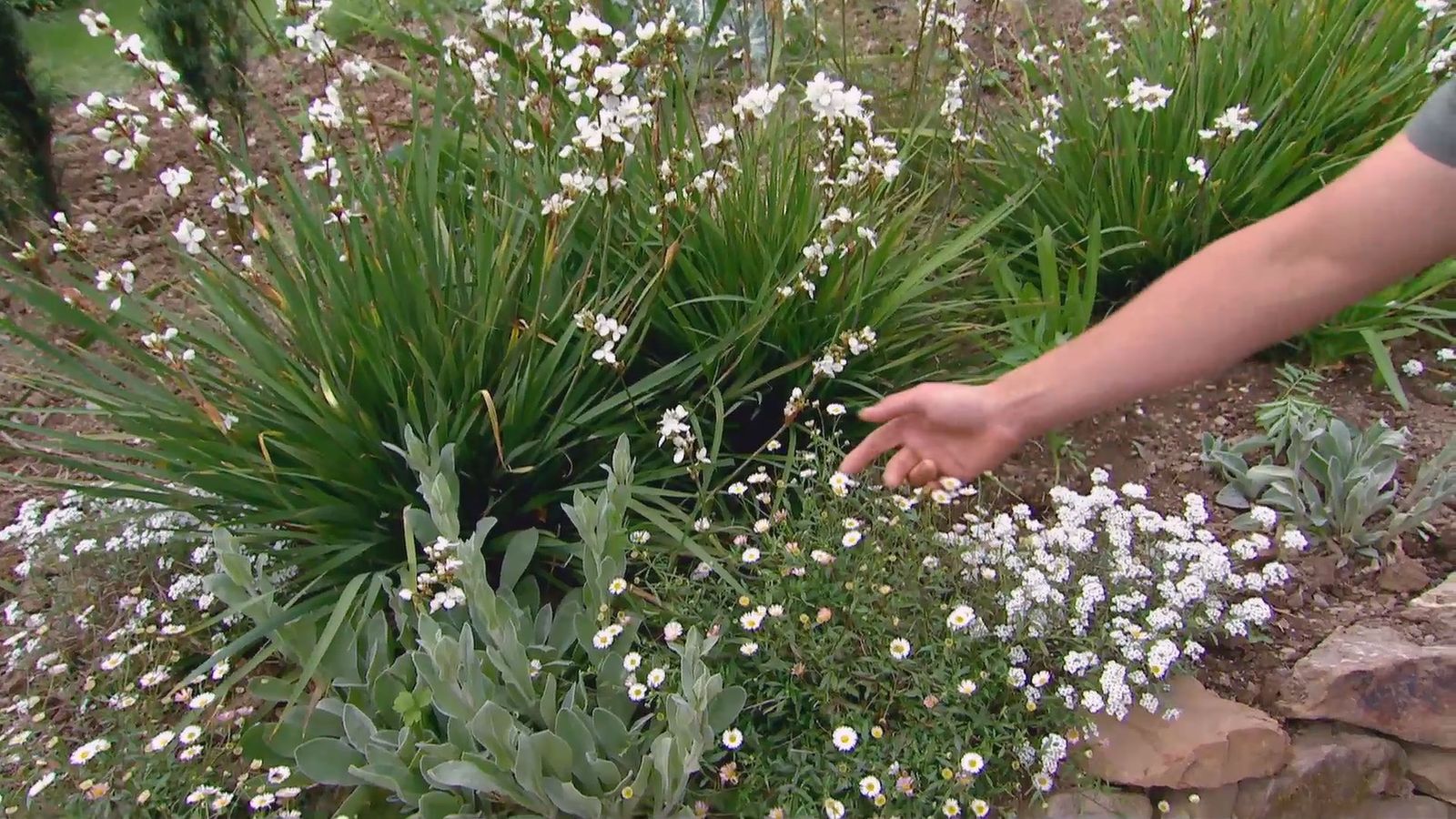 deco 619 plantas de flores blancas para el jardin margarita alysum deco 619 plantas de flores blancas para el jardin margarita alysum