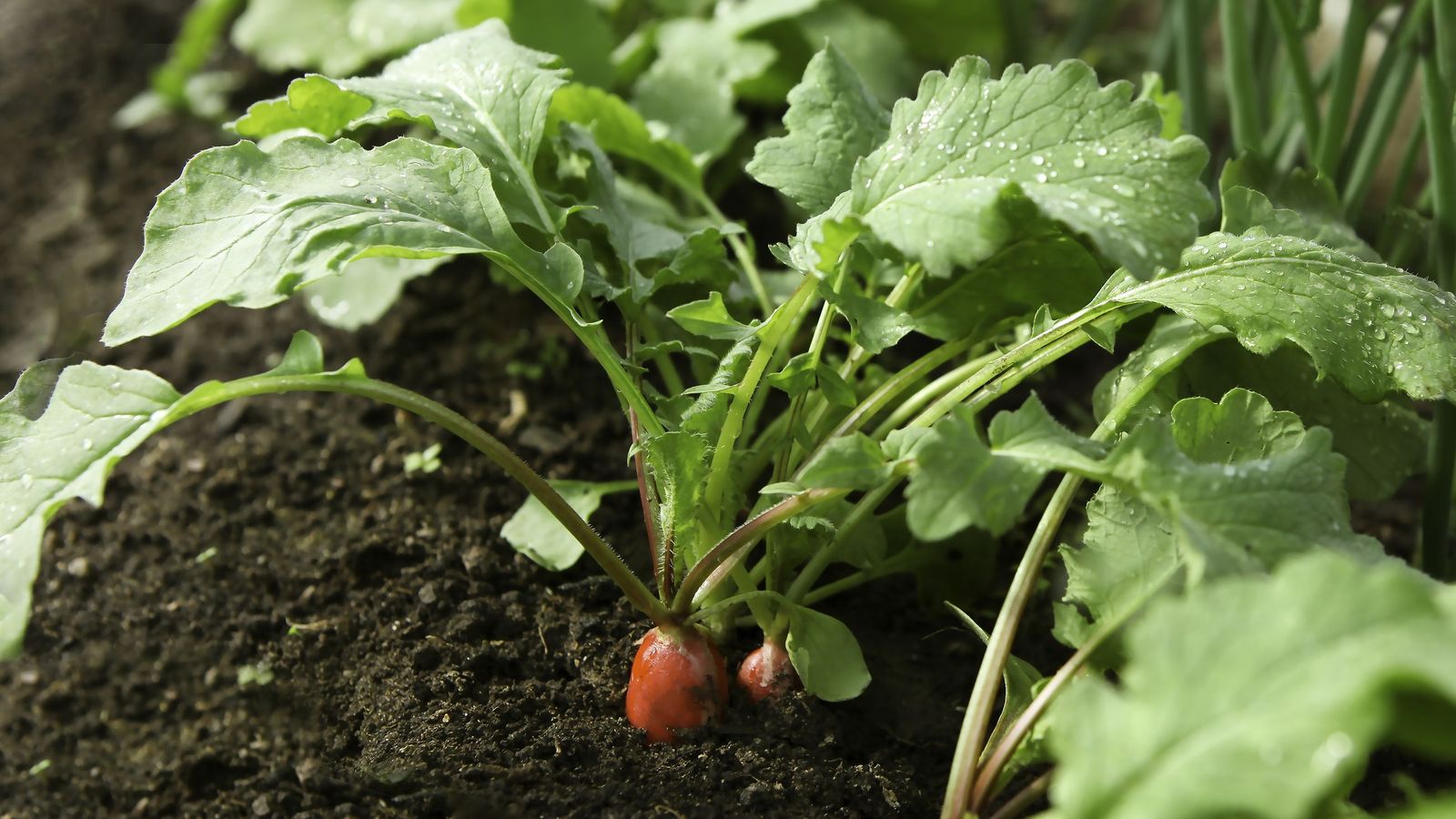 Los rábanos se plantan a finales de primavera ya que no necesitan mucho sol