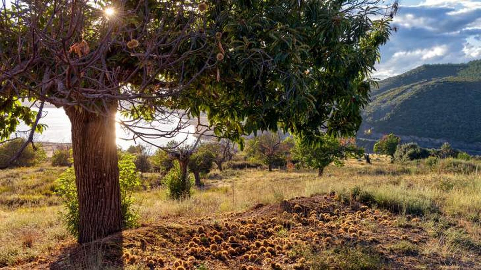 arbol de castano