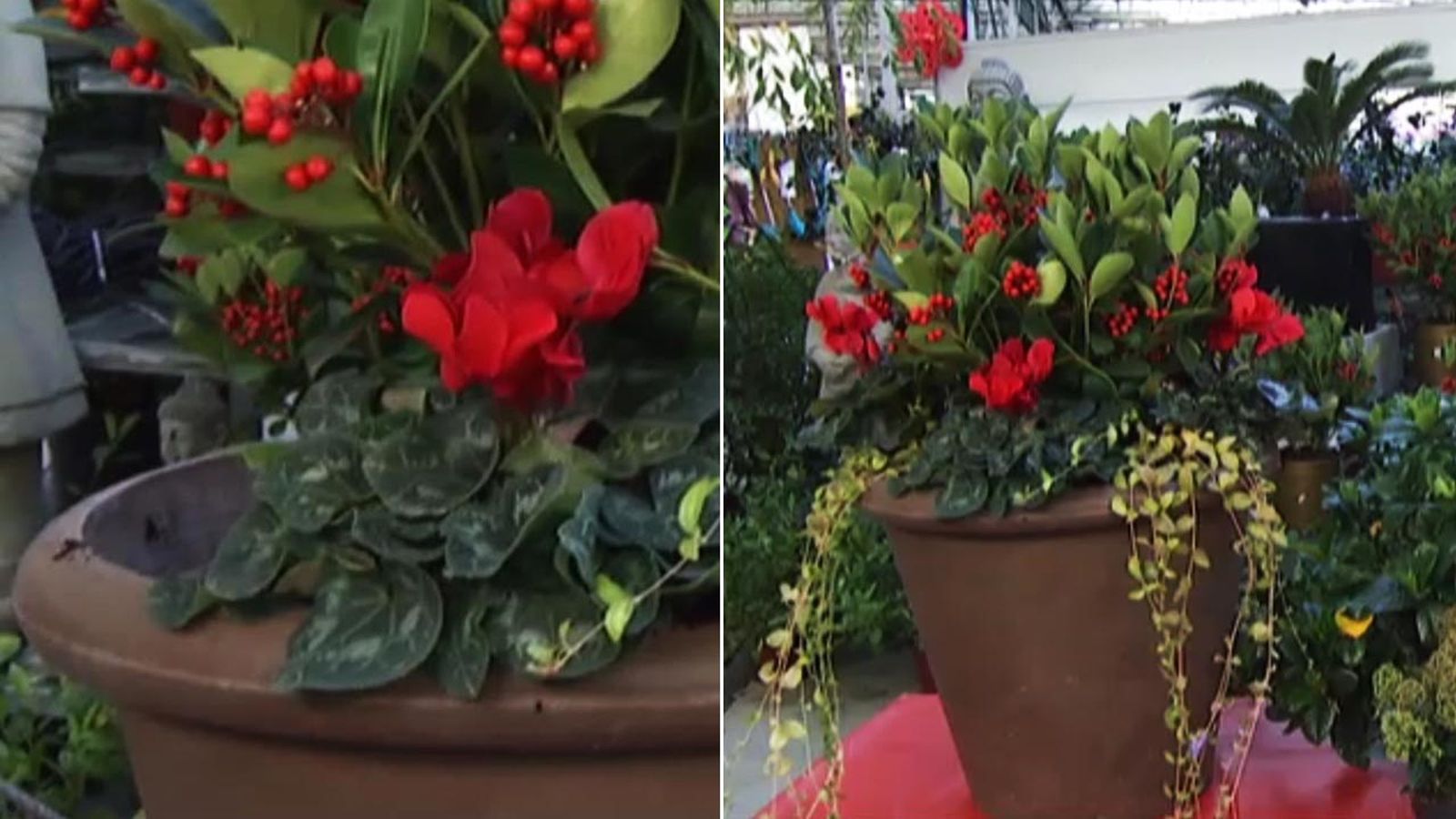 deco 413 Plantar Skimmia Japonica xl