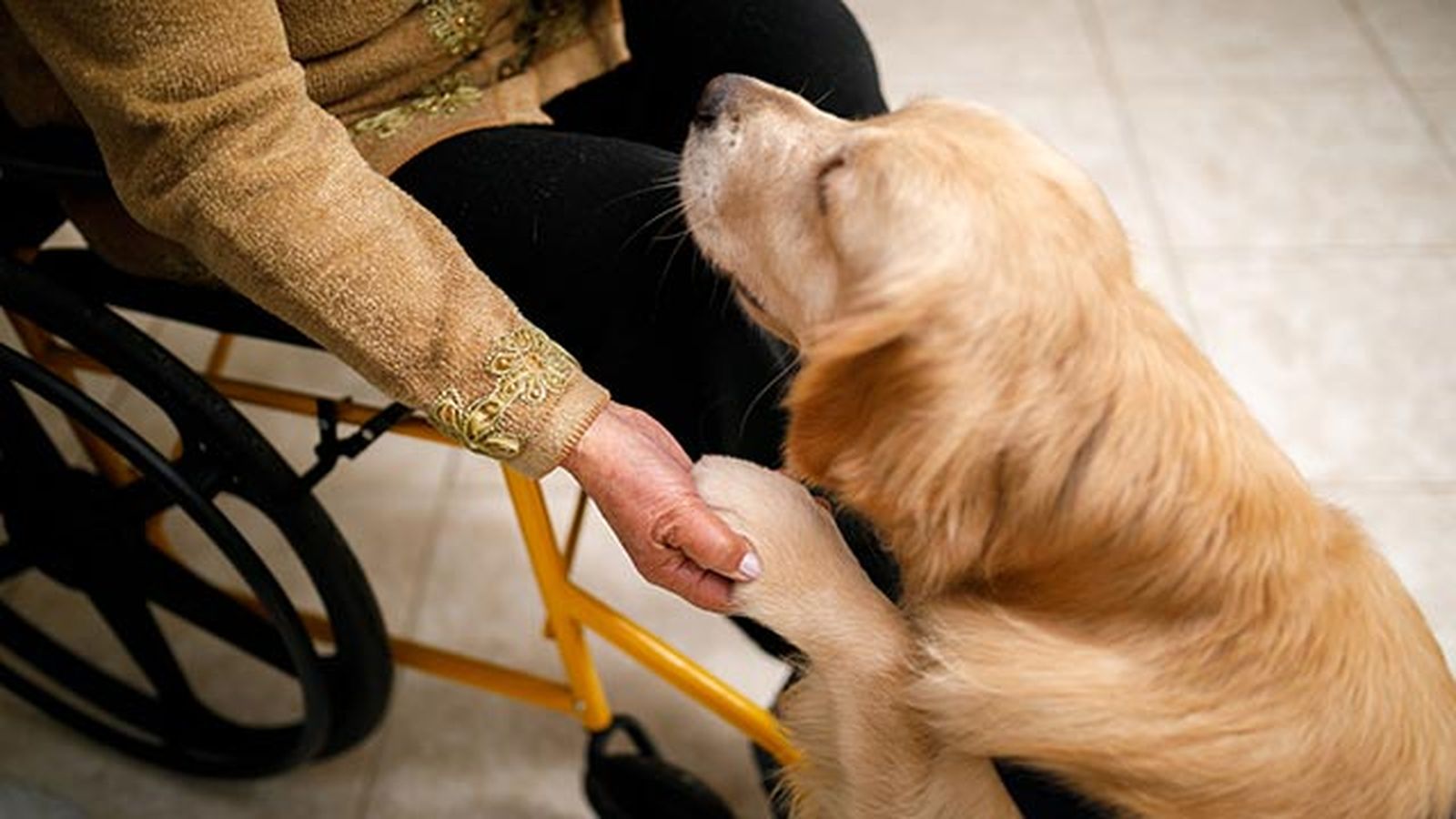 perro ayuda a señora perro ayuda a señora