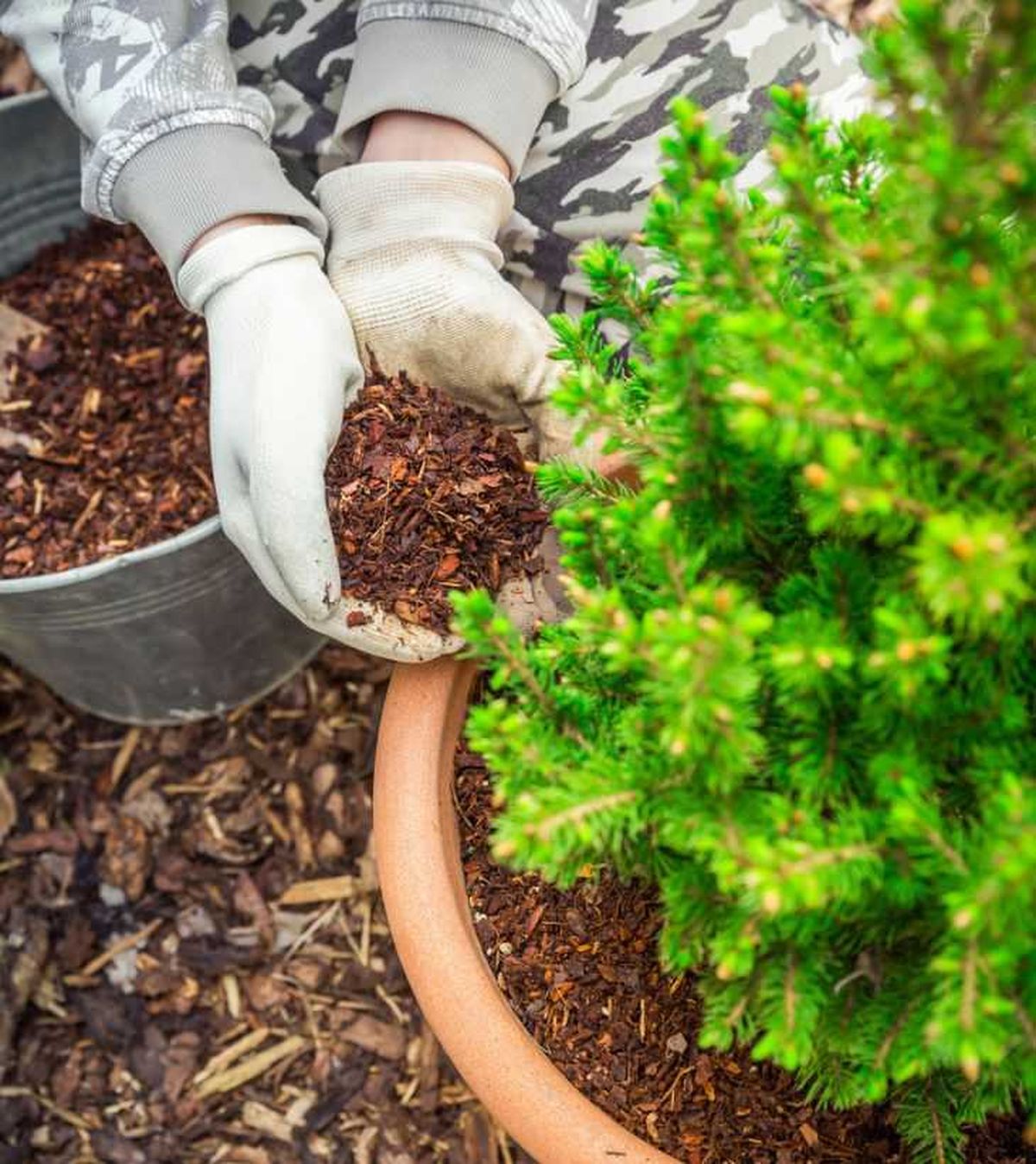 Proteger planta en tiesto con mulching