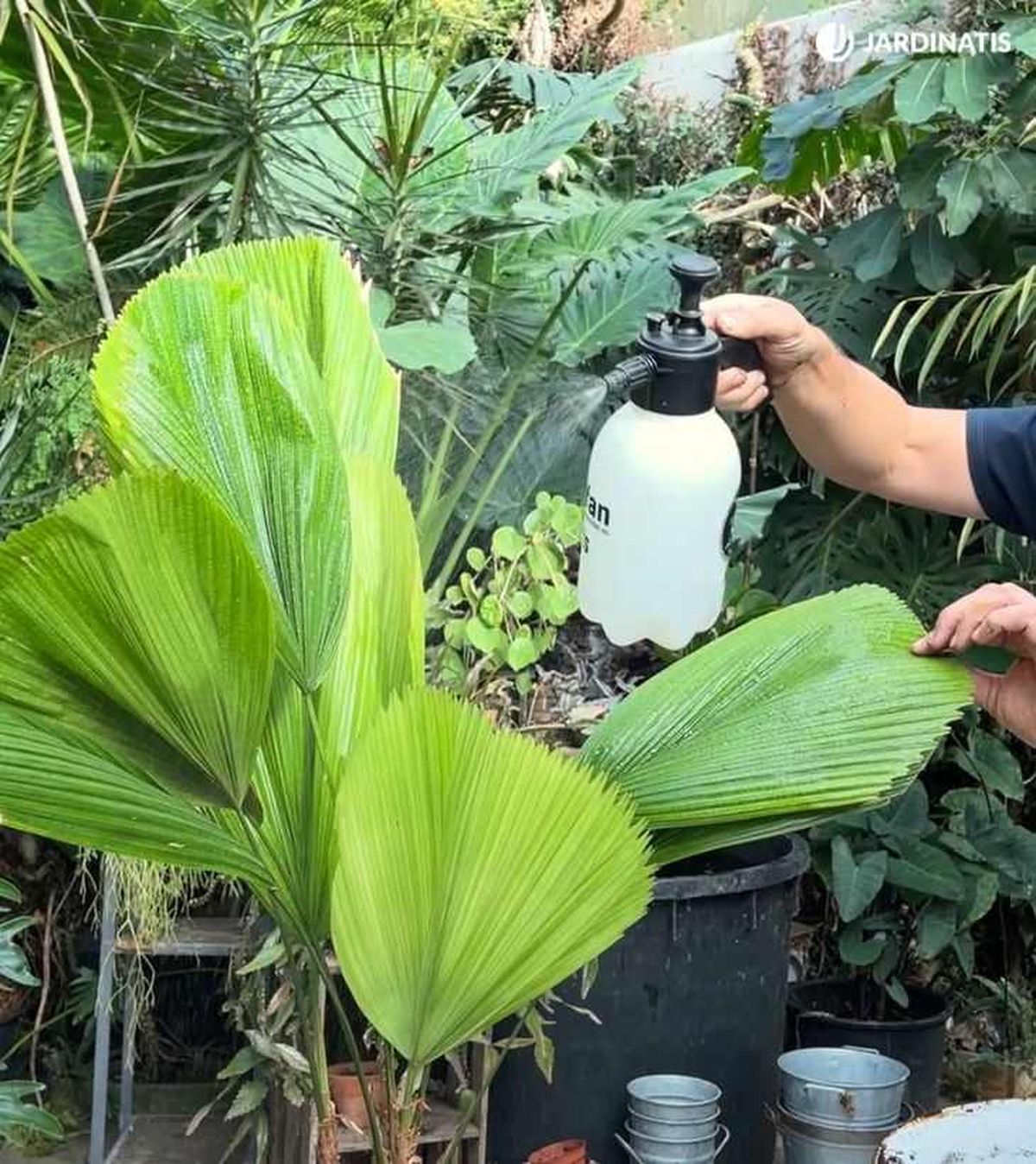 Pulverizar las hojas de la Licuala grandis