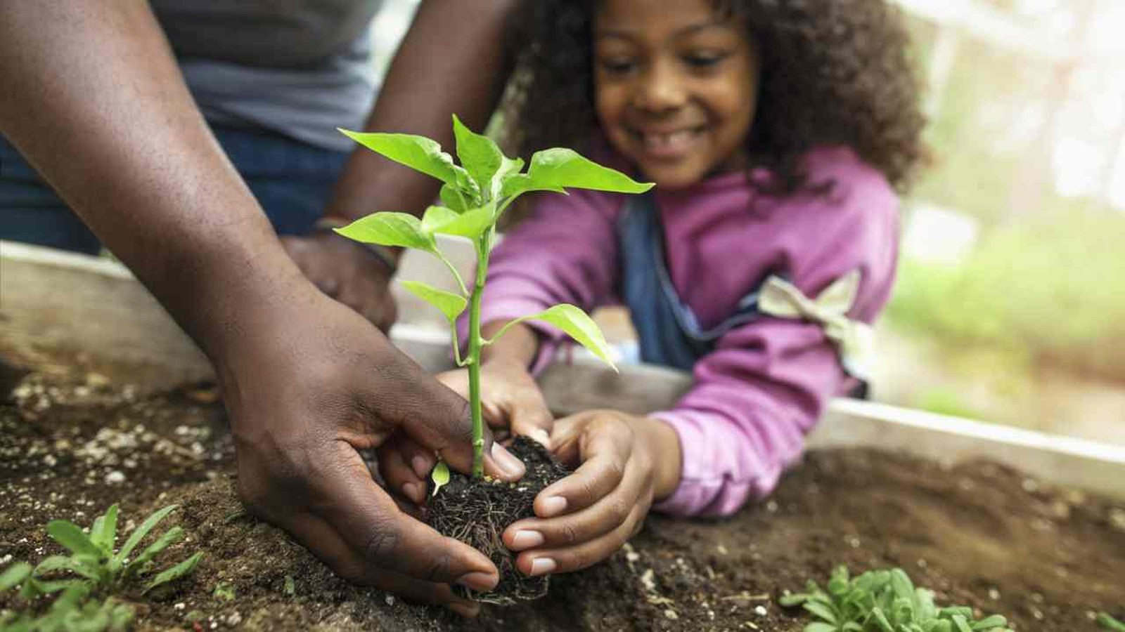 como funcionan las plantas como funcionan las plantas